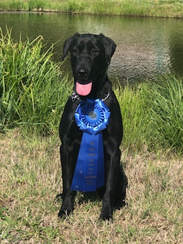 Wild Rose Born To Run QAA | Black Labrador Retriver