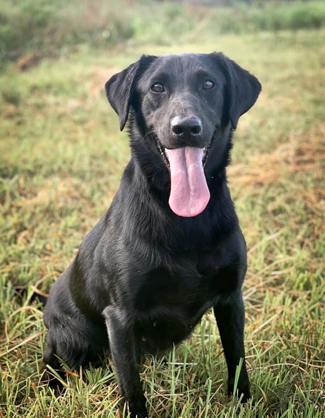 Boo’s Carbon Copy Knockout Raven | Black Labrador Retriver