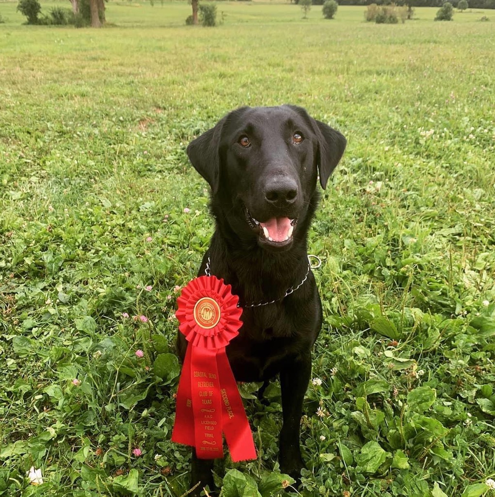 Premier  Retrievers  Black Ops Special | Black Labrador Retriver