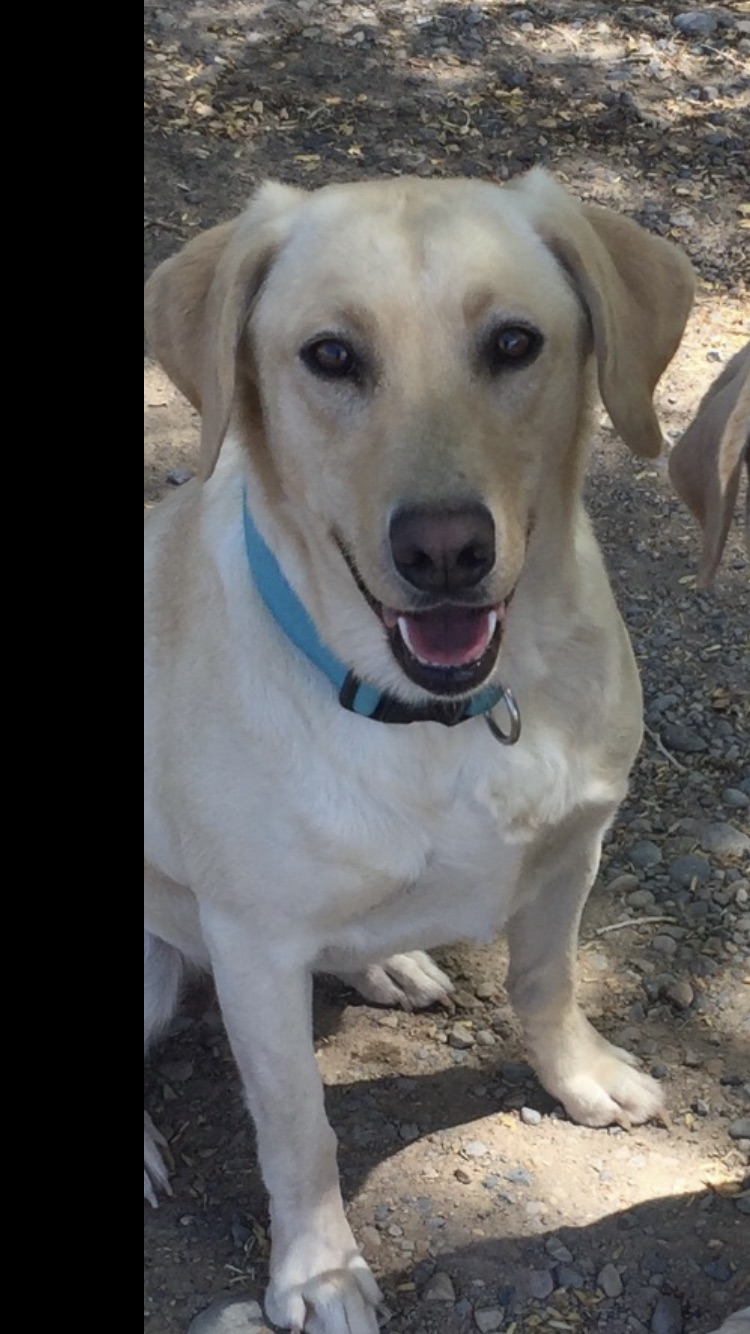 RCR Meli Kaia Of Kailua | Yellow Labrador Retriver