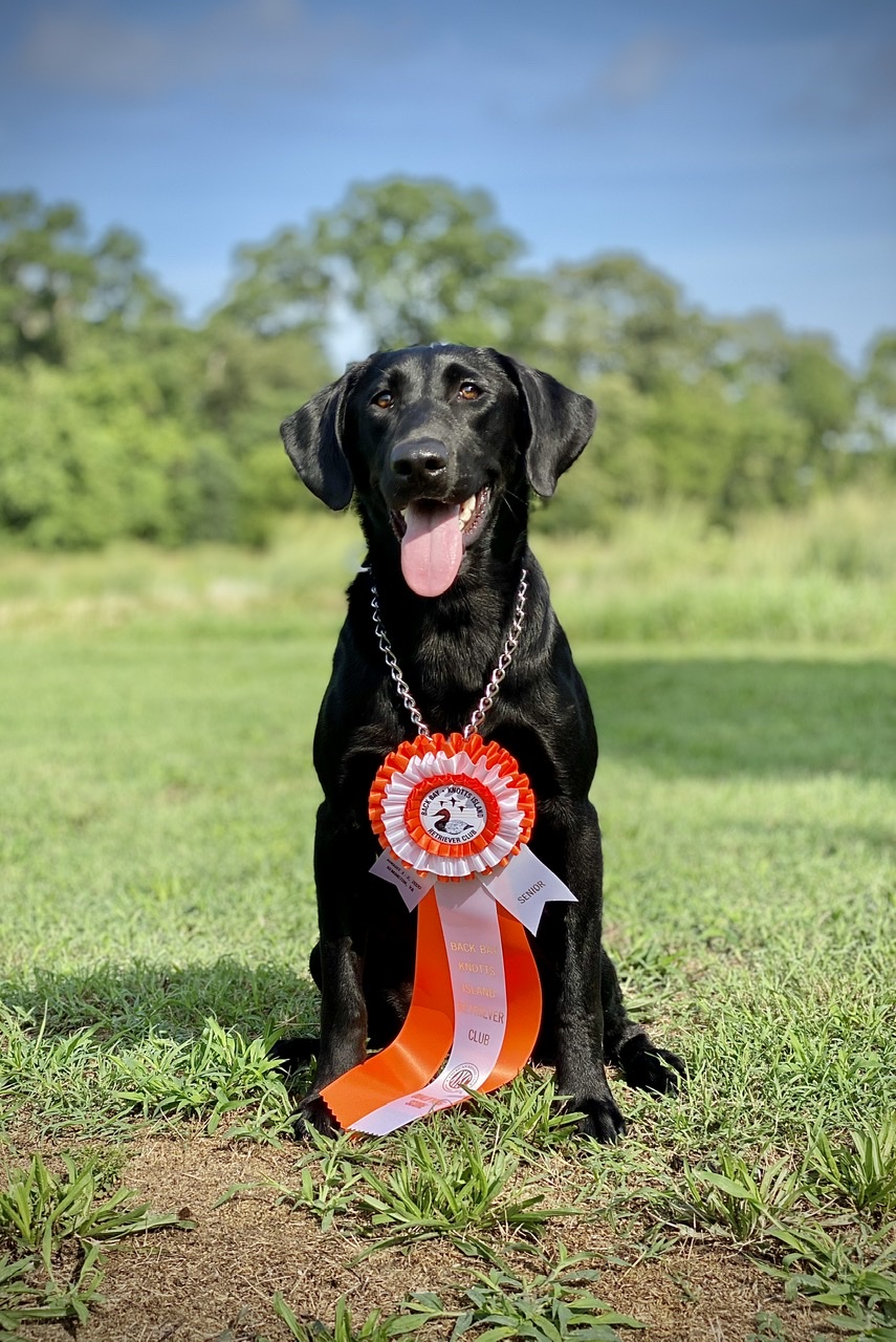 Goose Creeks Outlaw Gunner | Black Labrador Retriver