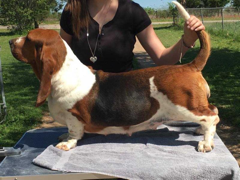 River Texas Most Wanted | Basset Hound 