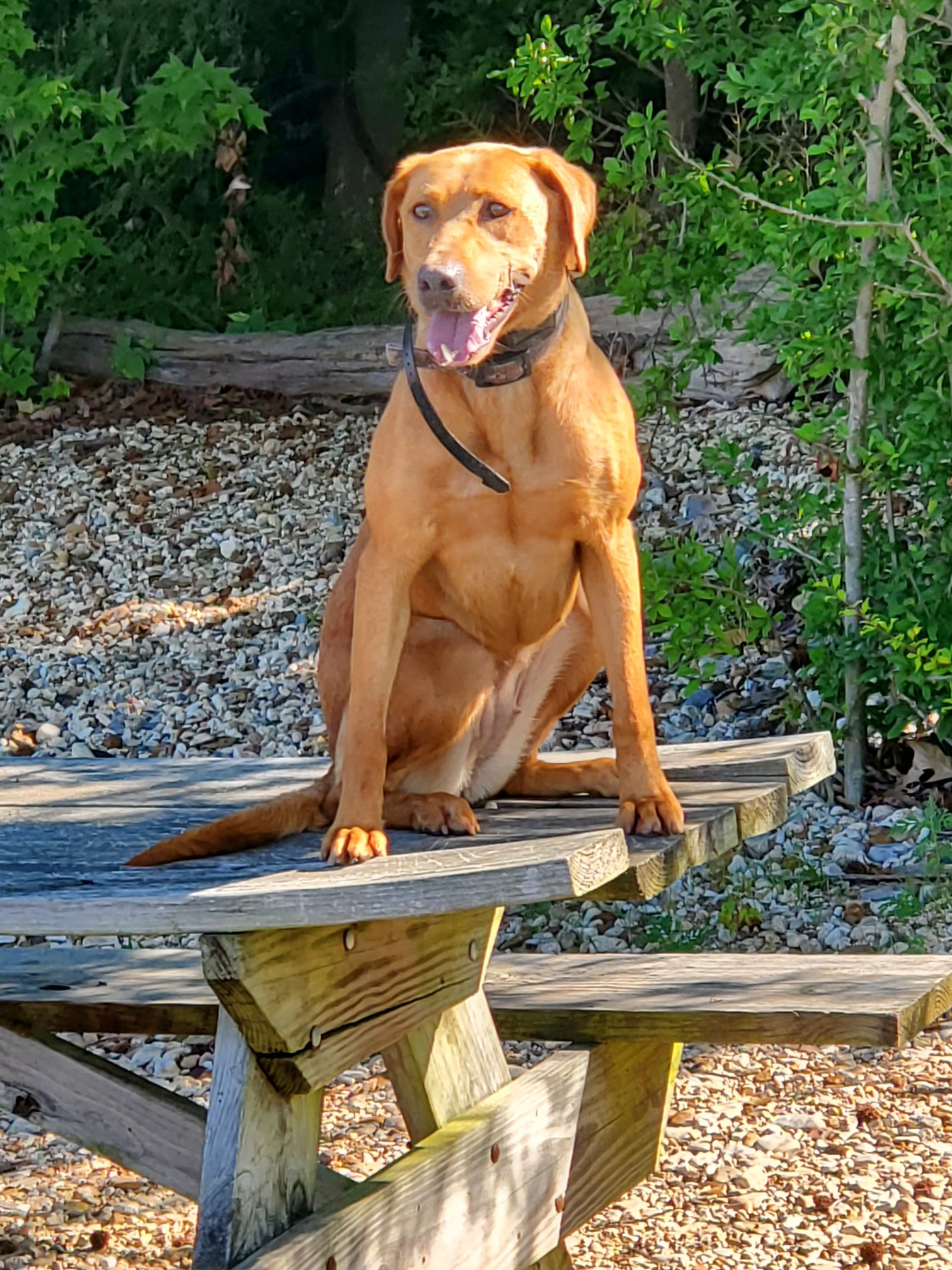 Dakota Red's Big Water Dreams | Yellow Labrador Retriver