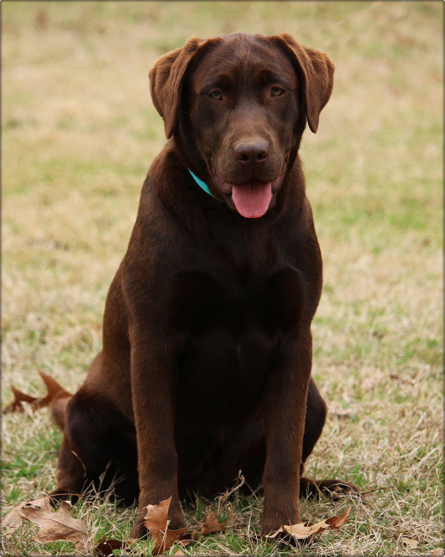 SBR Nipntuck Daisy's Double Shot | Chocolate Labrador Retriver