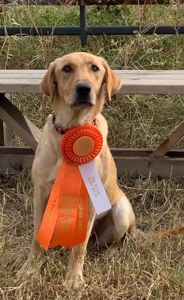 Shelby Leaveau Voodoo Queen | Yellow Labrador Retriver