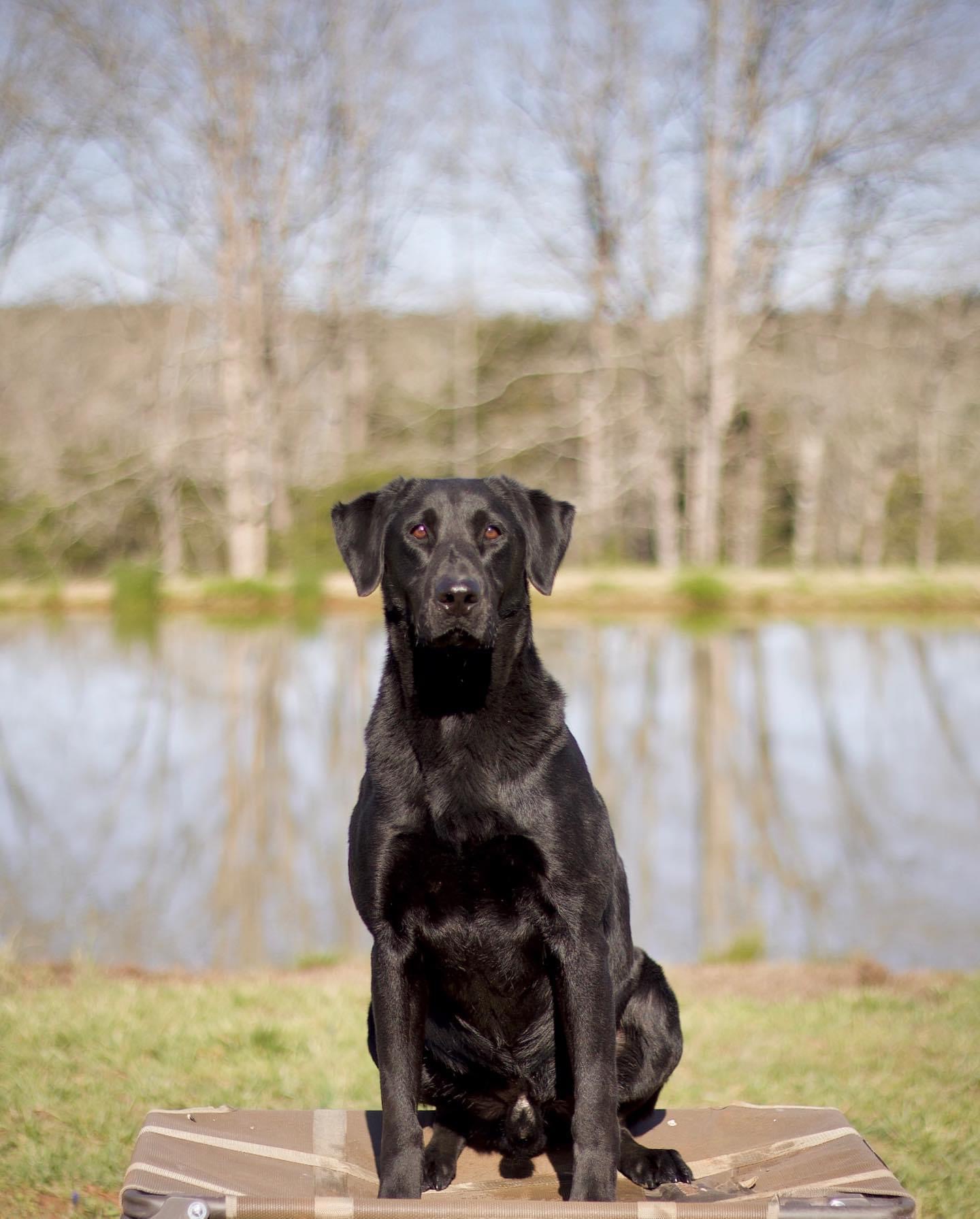 RR Fetch Me A Mule QAA | Black Labrador Retriver