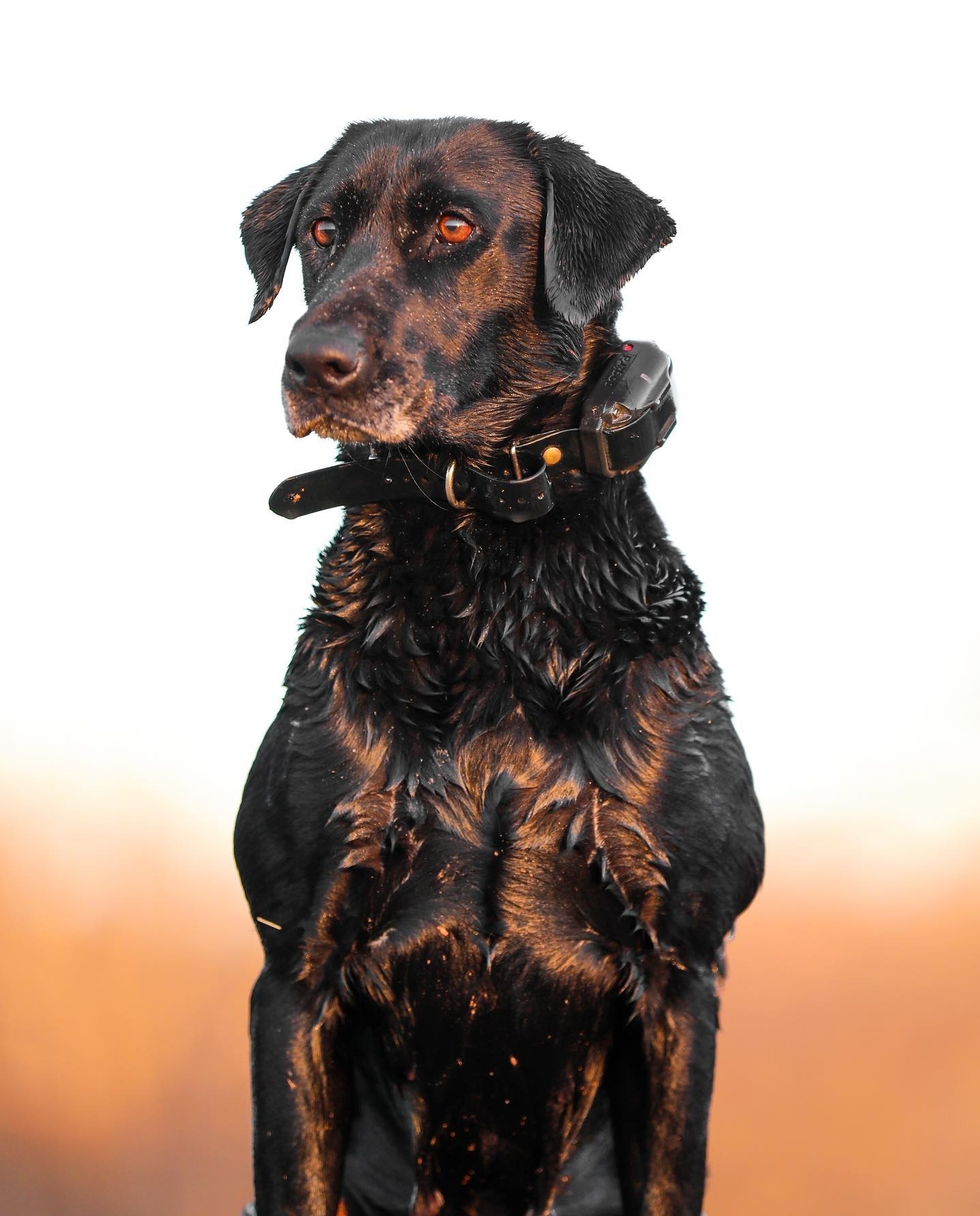 Redbud's Boomshakibaka MH QAA | Black Labrador Retriver