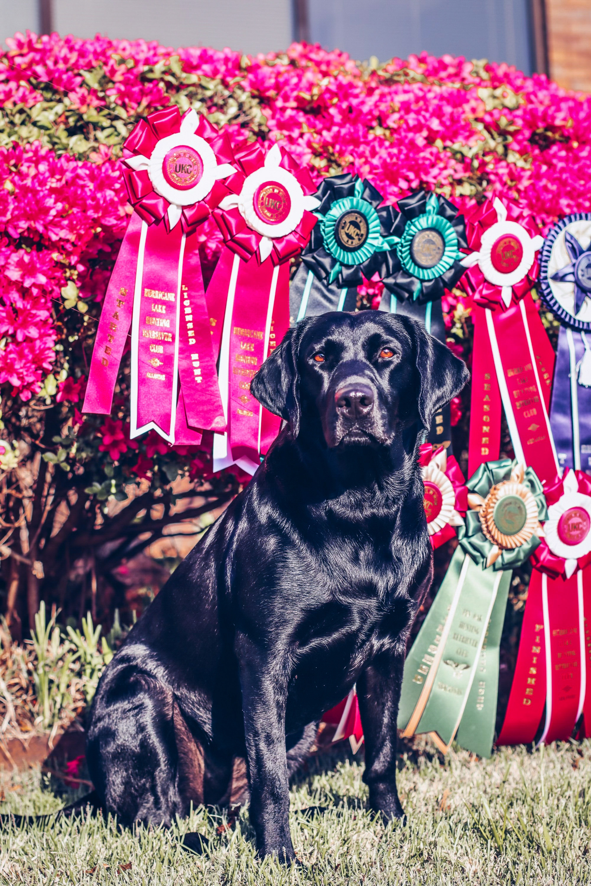 HRCH Cardio Makes My Heart Go Boom! | Black Labrador Retriver