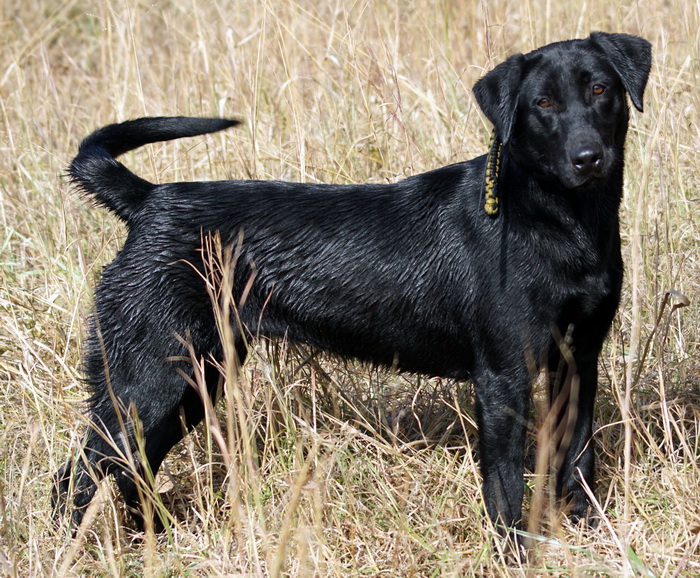 Mallard's End Lovely Lulu Of Stoneridge MH | Black Labrador Retriver