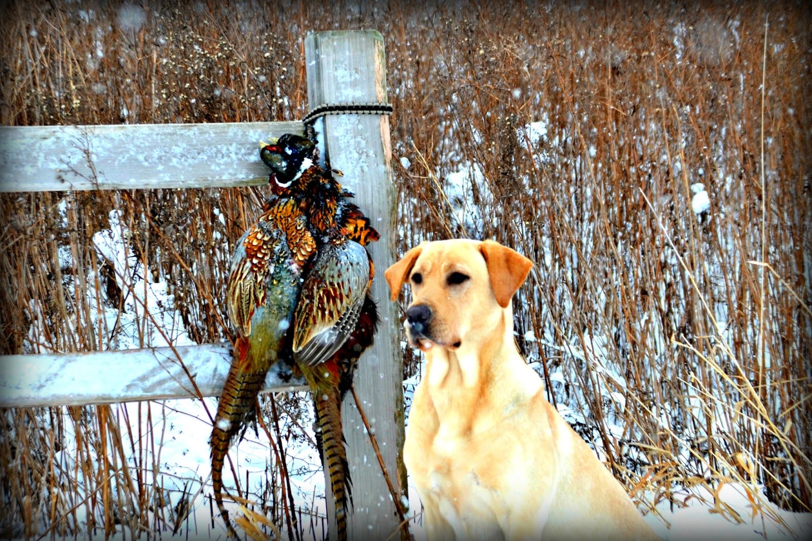 Rock Solid's Locked Up Lil Belle | Yellow Labrador Retriver