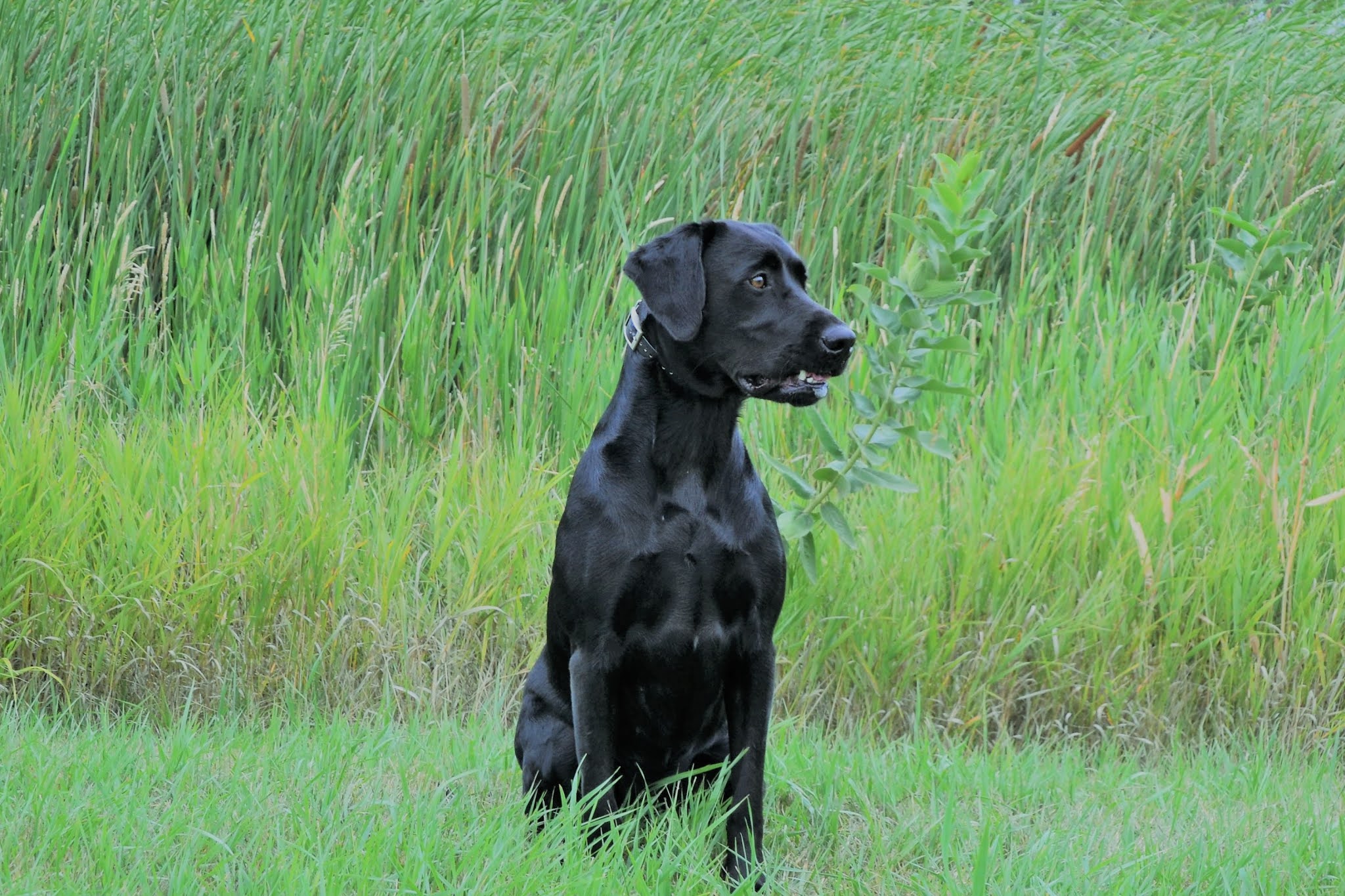 Rock Solids Guns And Roses | Black Labrador Retriver