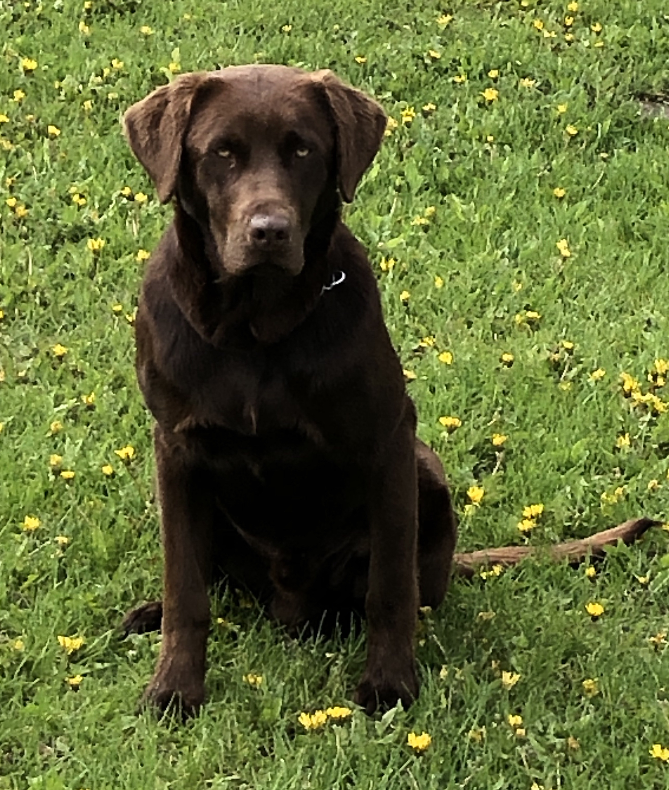 Kratka’s Ty’ed To Mavie Roots | Chocolate Labrador Retriver