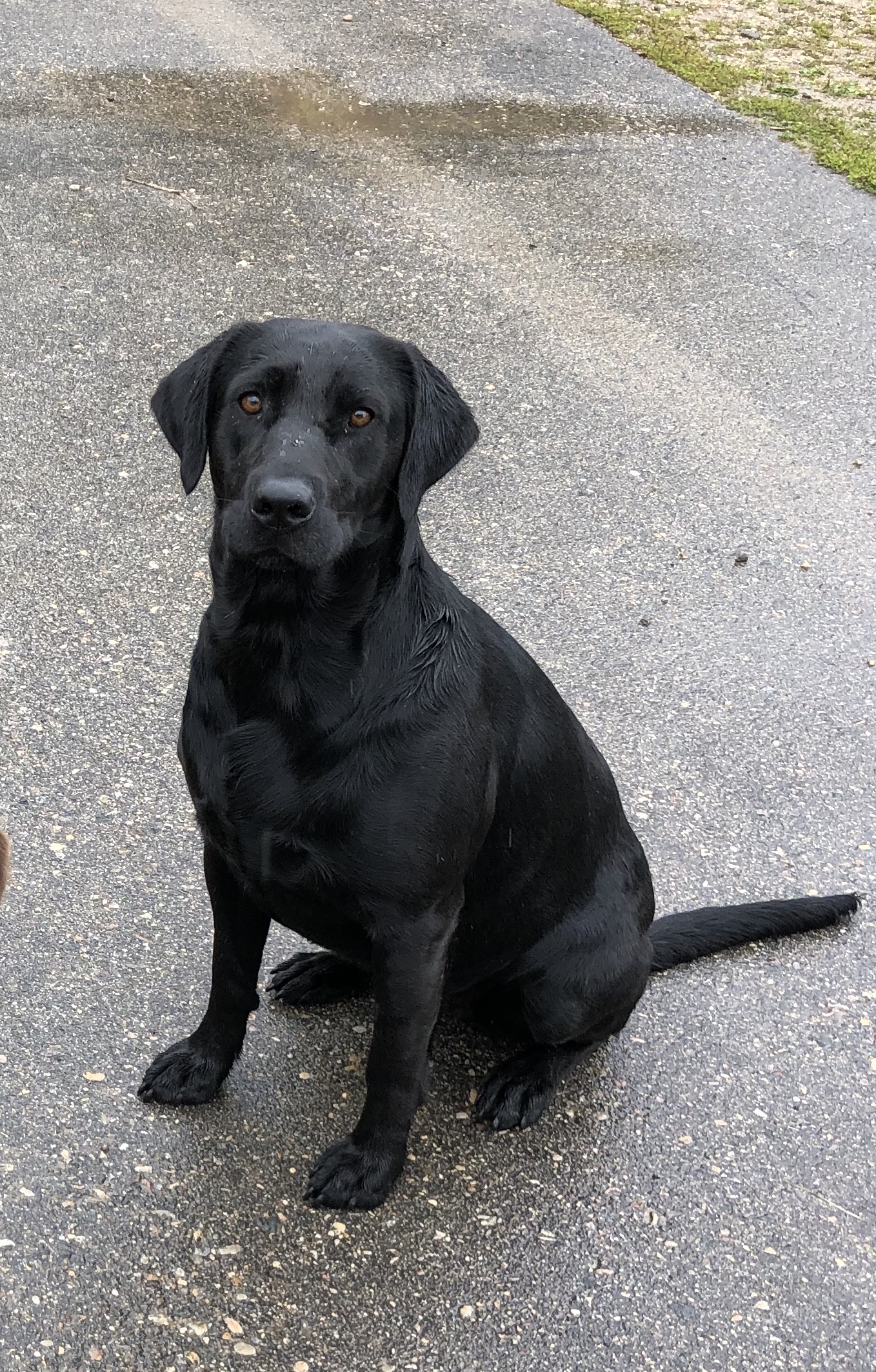 Kratka’s Trillin’ Up Roots In Iowa | Black Labrador Retriver