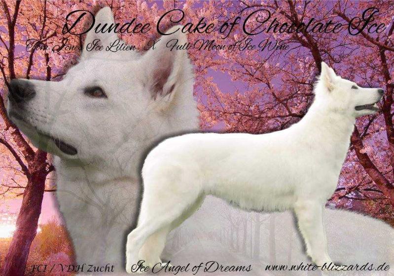 Dundee Cake of Chocolate Ice | White Swiss Shepherd Dog 