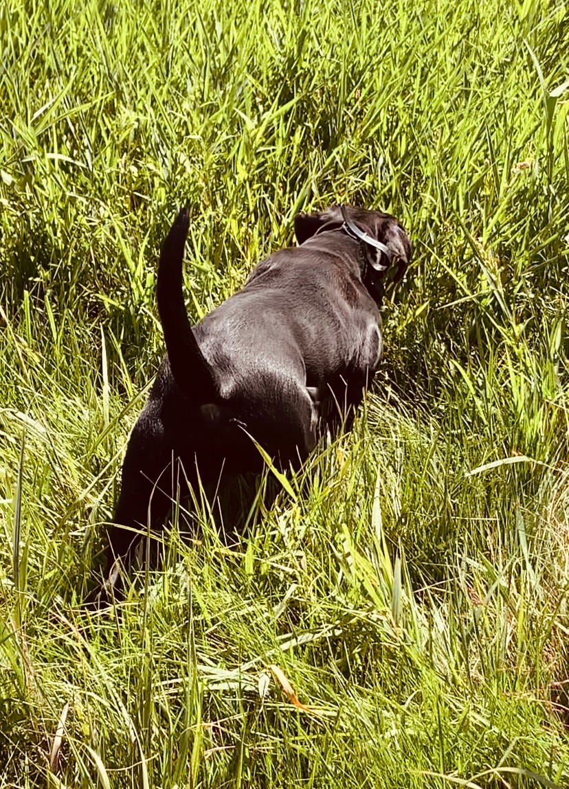 Rock Solids High Caliber Huxley Rae | Black Labrador Retriver