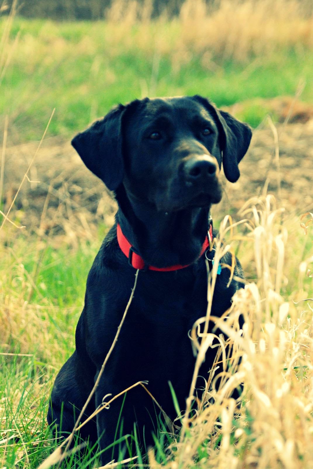 Rock Solids High Caliber Hazel | Black Labrador Retriver