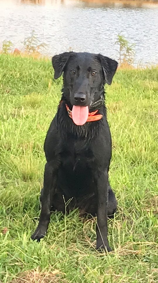 WinWater's True 2 The Game | Black Labrador Retriver