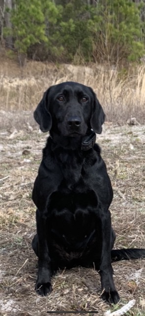 River Oaks Bad Girl Michonne QAA MH | Black Labrador Retriver