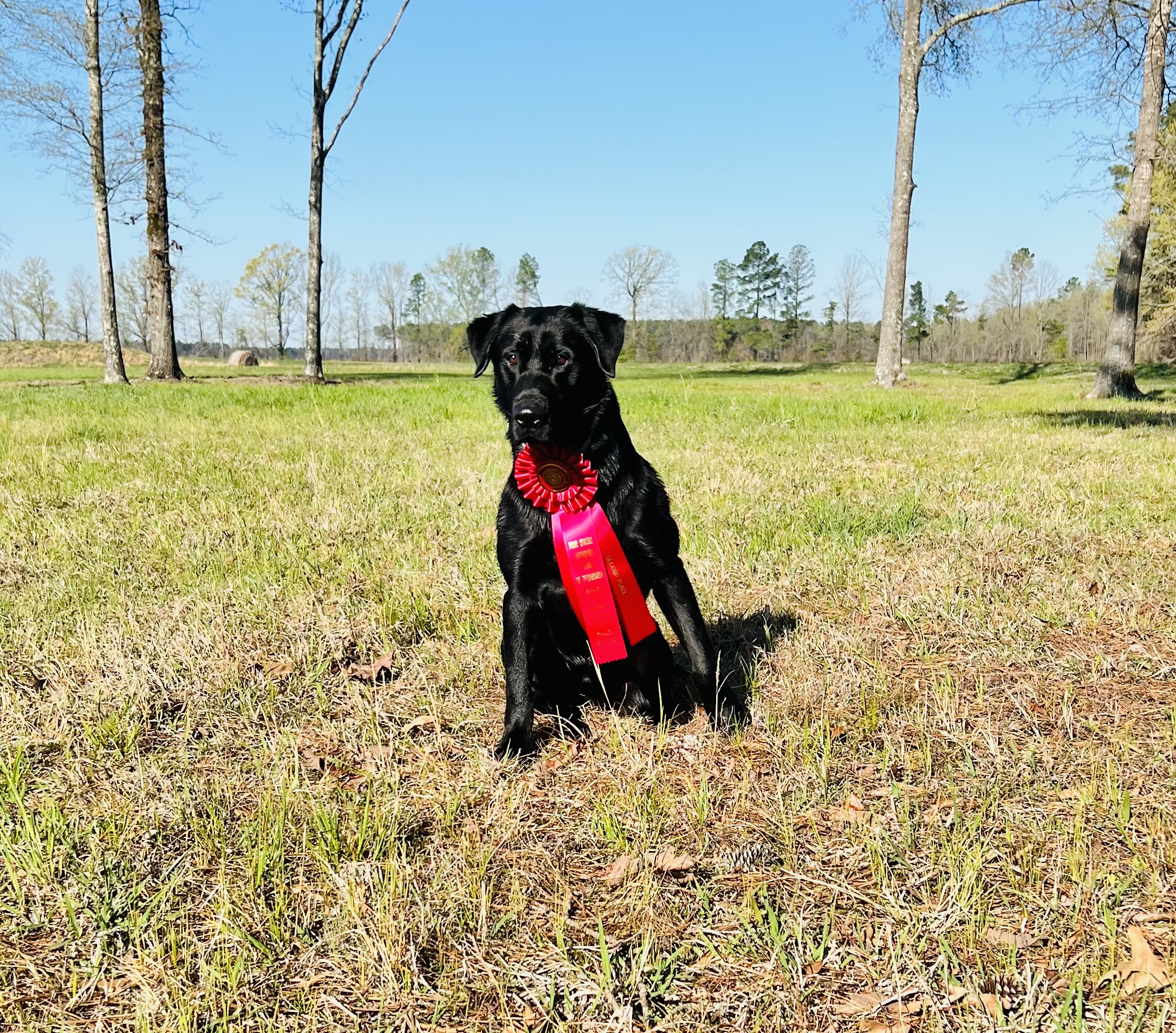 Bayou Teche American Pastime QAA | Black Labrador Retriver