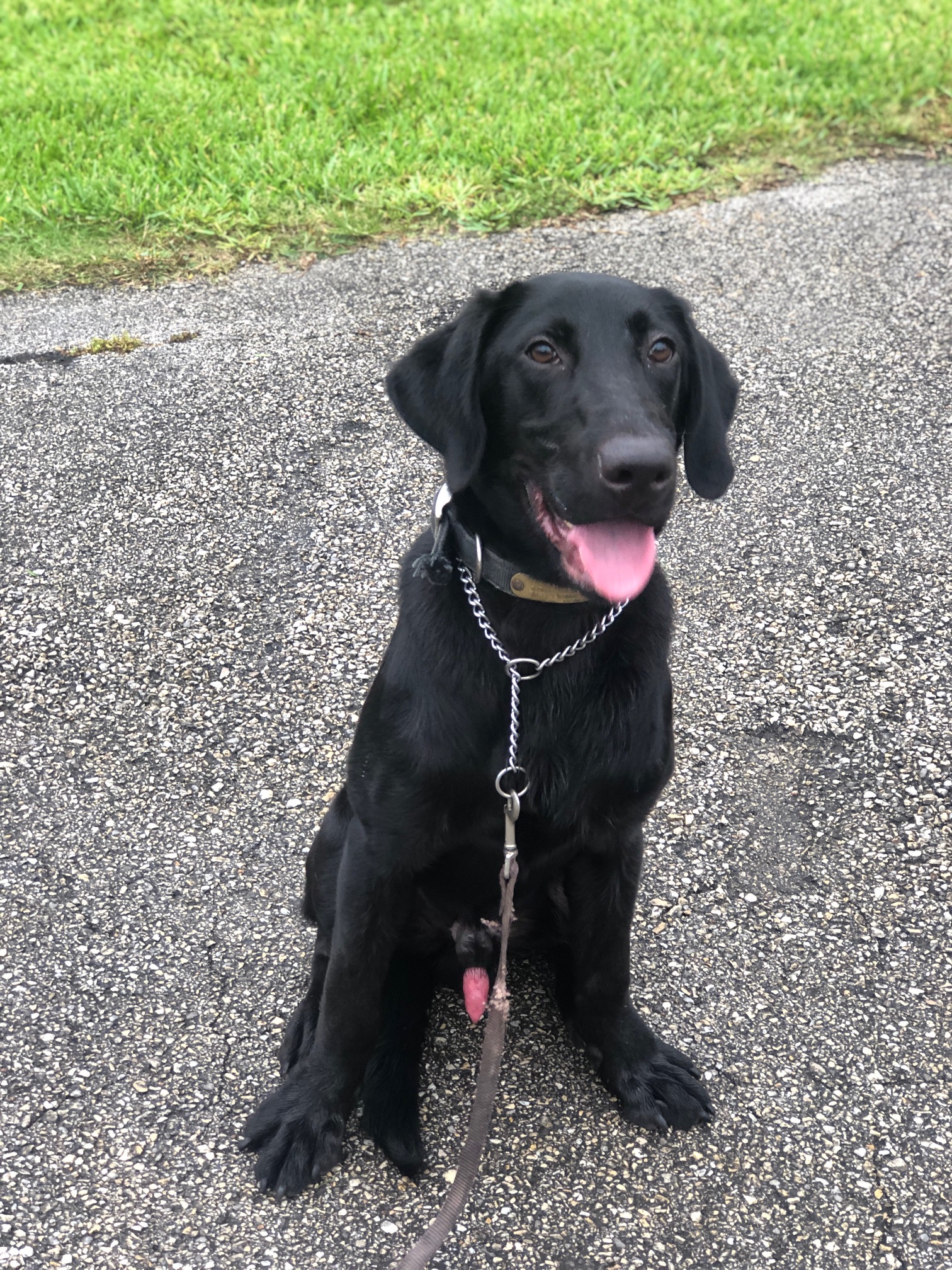 Interquest's Loki (Certified Detection Dog) | Black Labrador Retriver