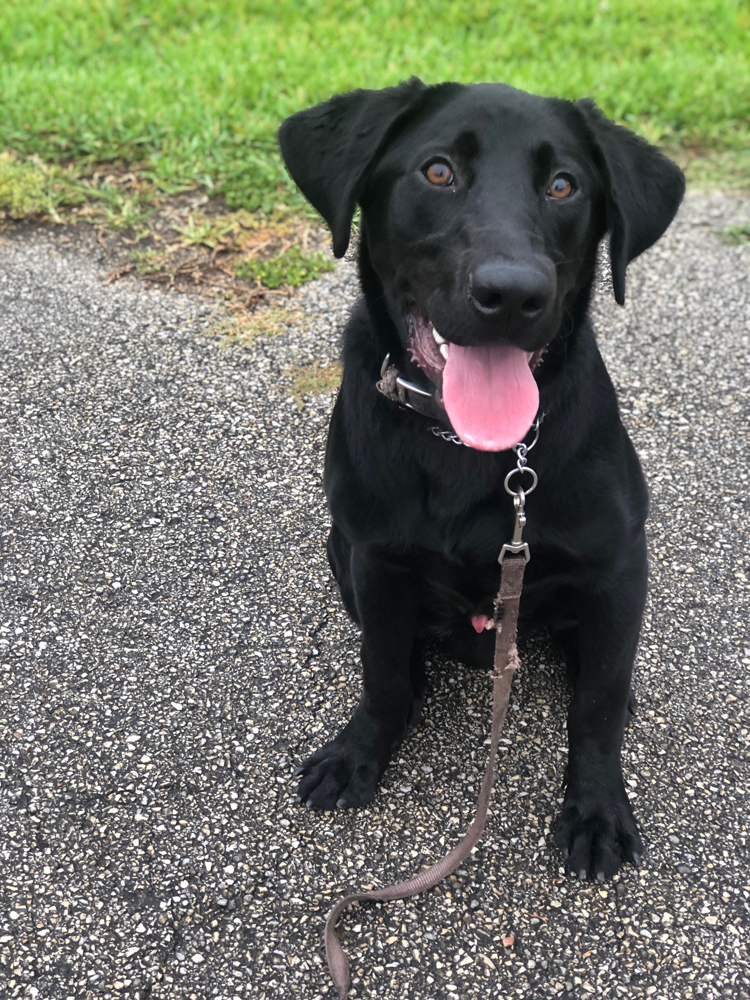 Interquest's Thor (Certified Detection Dog) | Black Labrador Retriver