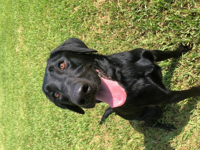 Interquest's All Shook Up (Certified Detection Dog) | Black Labrador Retriver