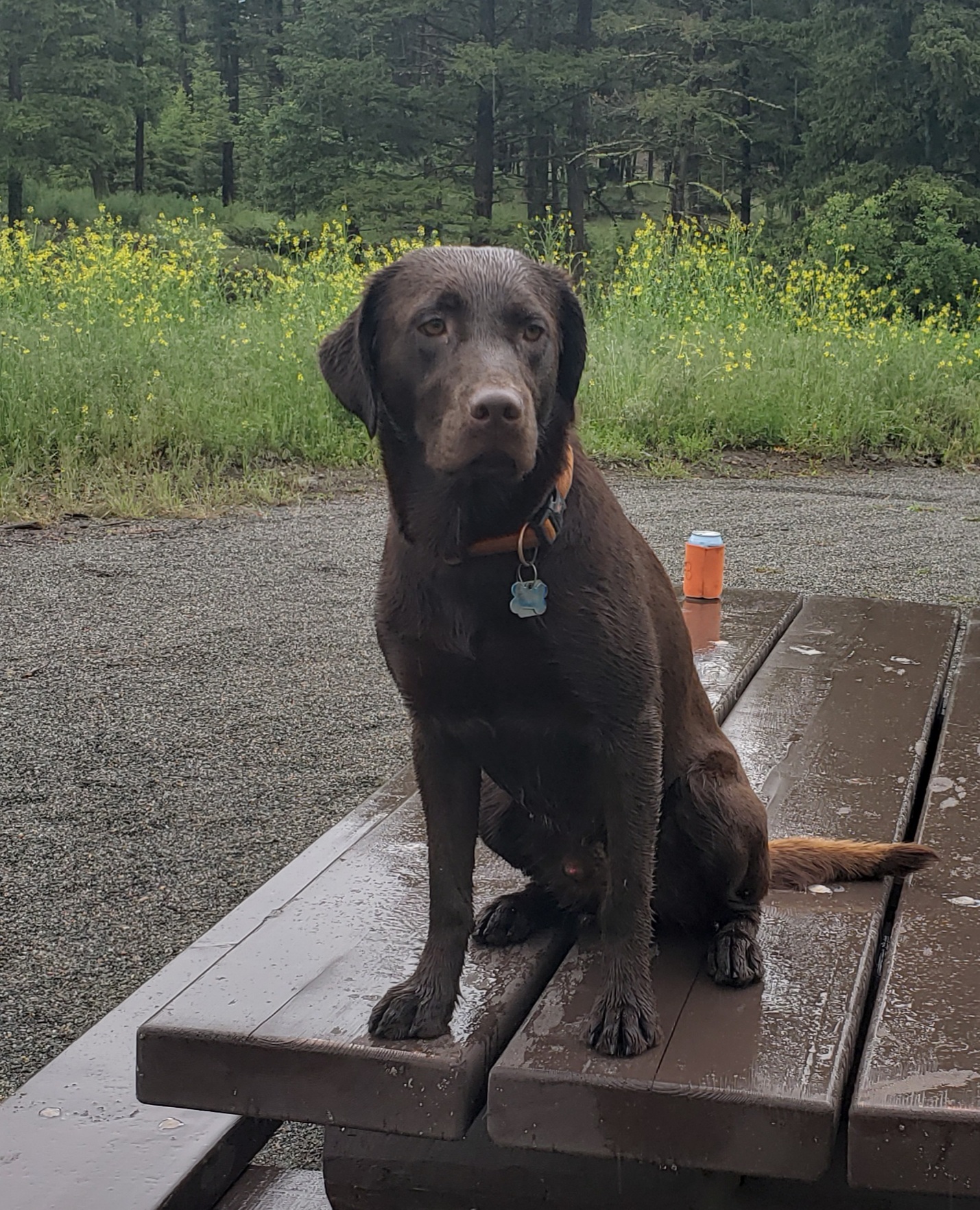 Kobayashi Jameson Bo-Regard JH, WCI | Chocolate Labrador Retriver