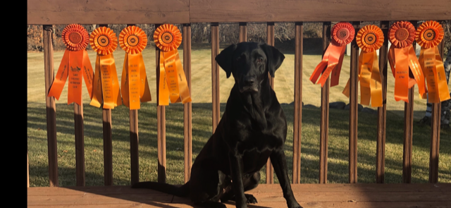 AJTOP EYES TO THE SKY MH | Black Labrador Retriver