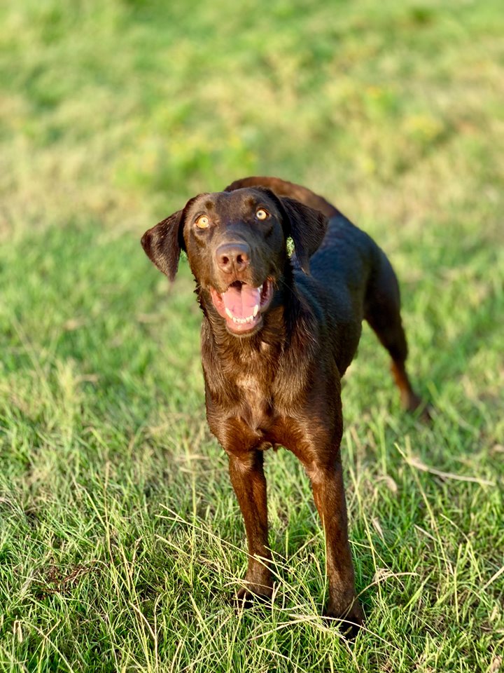 3m Olive Branch She's  Stealin Ammo | Chocolate Labrador Retriver