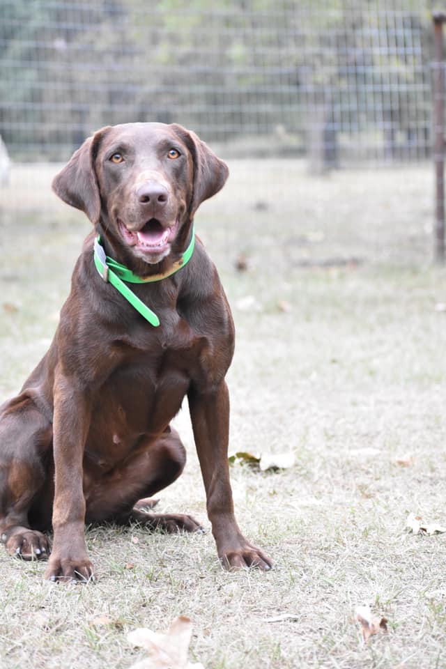 3m Olive Branch She's  Stealin Ammo | Chocolate Labrador Retriver