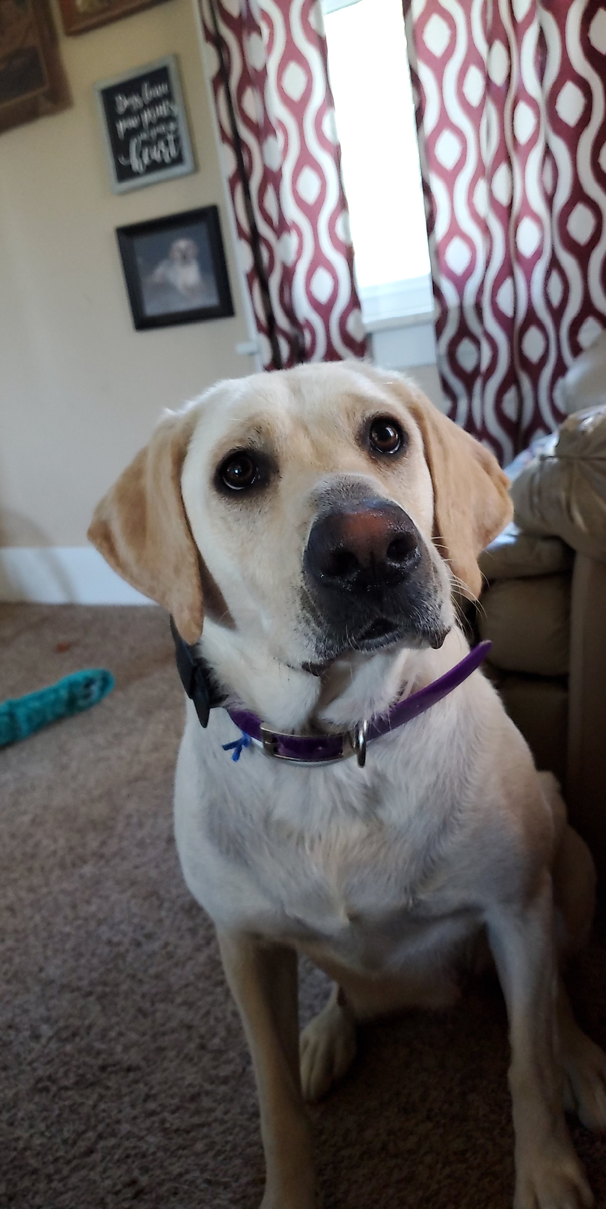 Palmer's Zoey Sue | Yellow Labrador Retriver