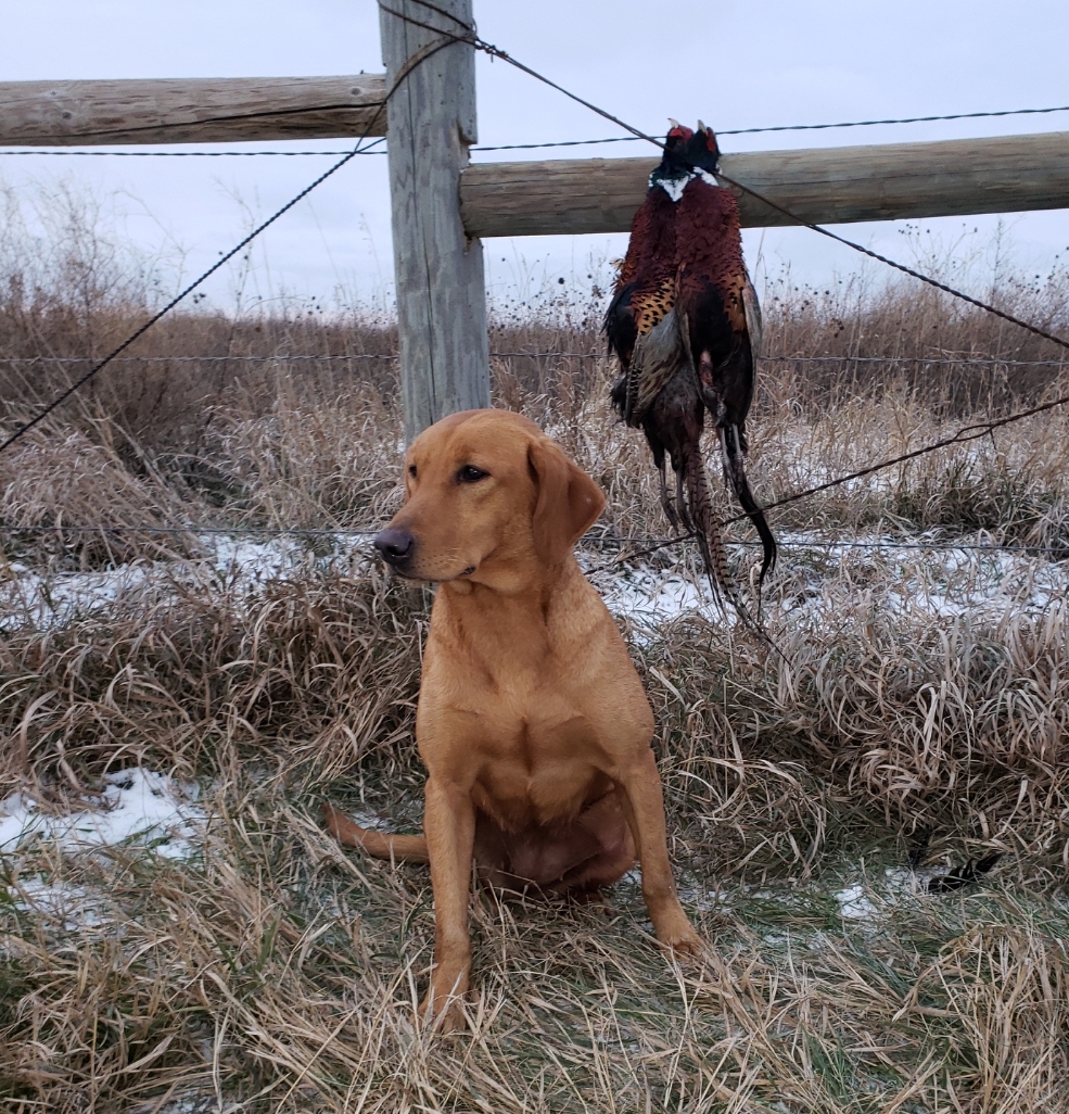 Steve's Little Audrey | Yellow Labrador Retriver