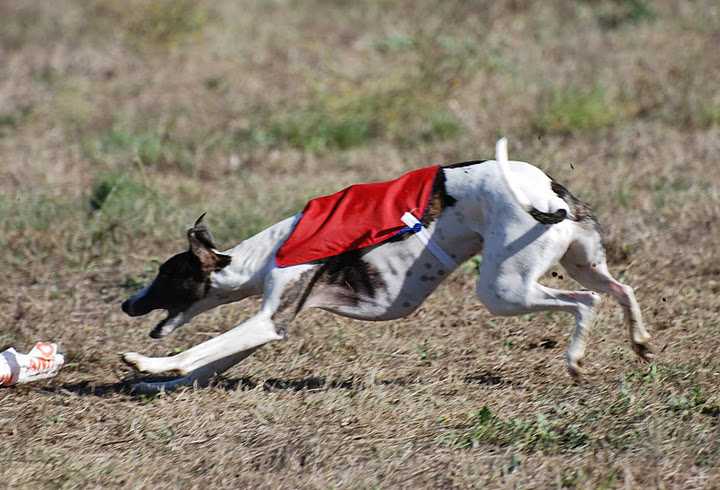 ELENDIL de la Côte des Lutins | Whippet 