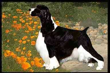 GentryNRose Lane's Incognito | English Springer Spaniel 