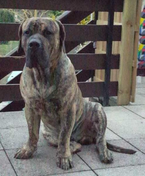 Menelas Vom Kriegerherz | Perro de Presa Canario 