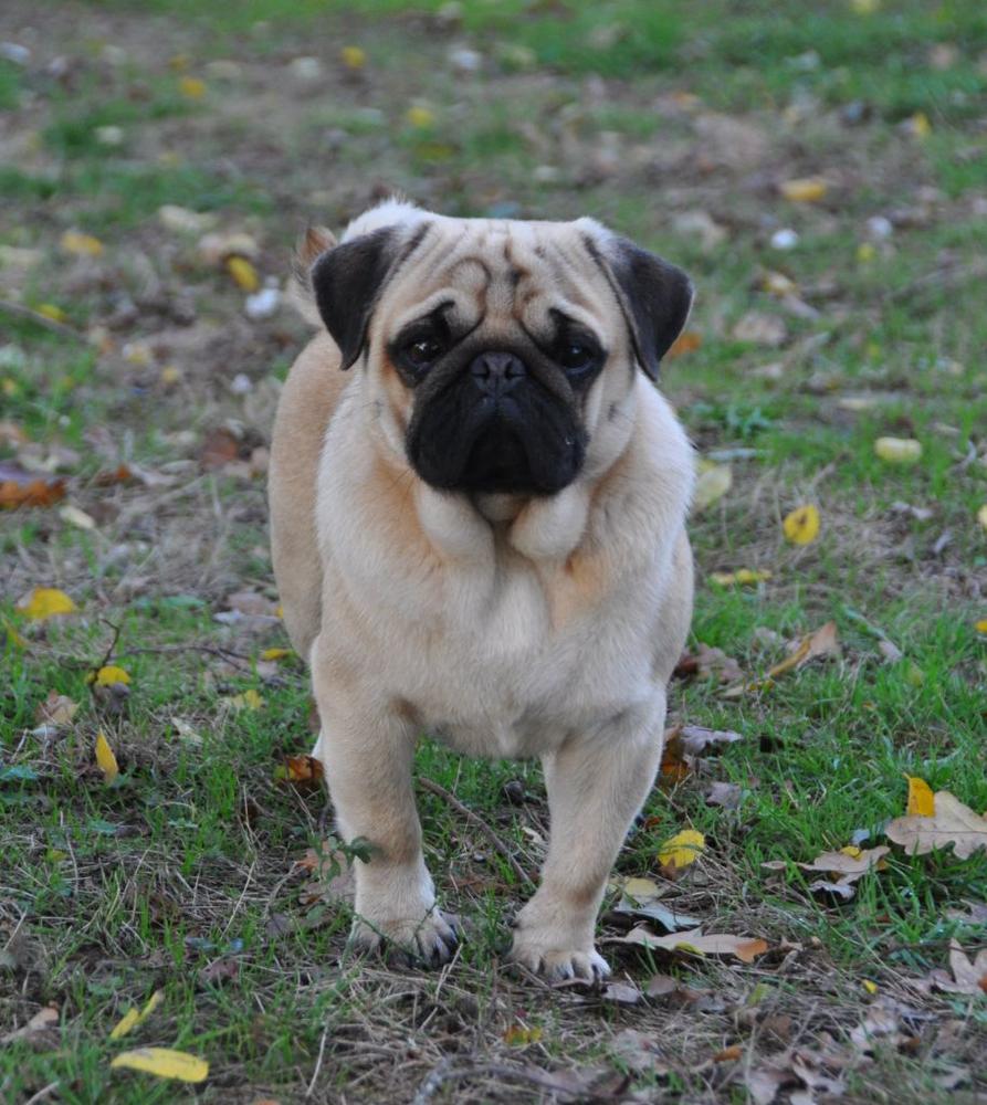 Oasis of three love angel | Pug 