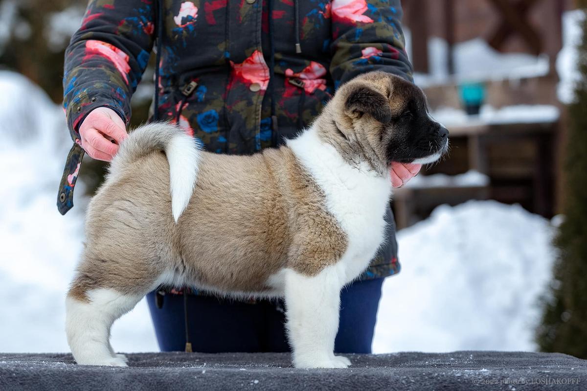 HeartDog Addicted To U Milashka | Akita 