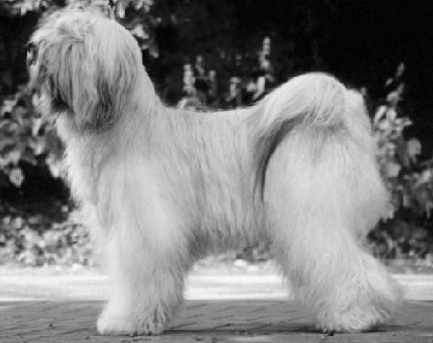 SILGARHI VARIUS | Tibetan Terrier 