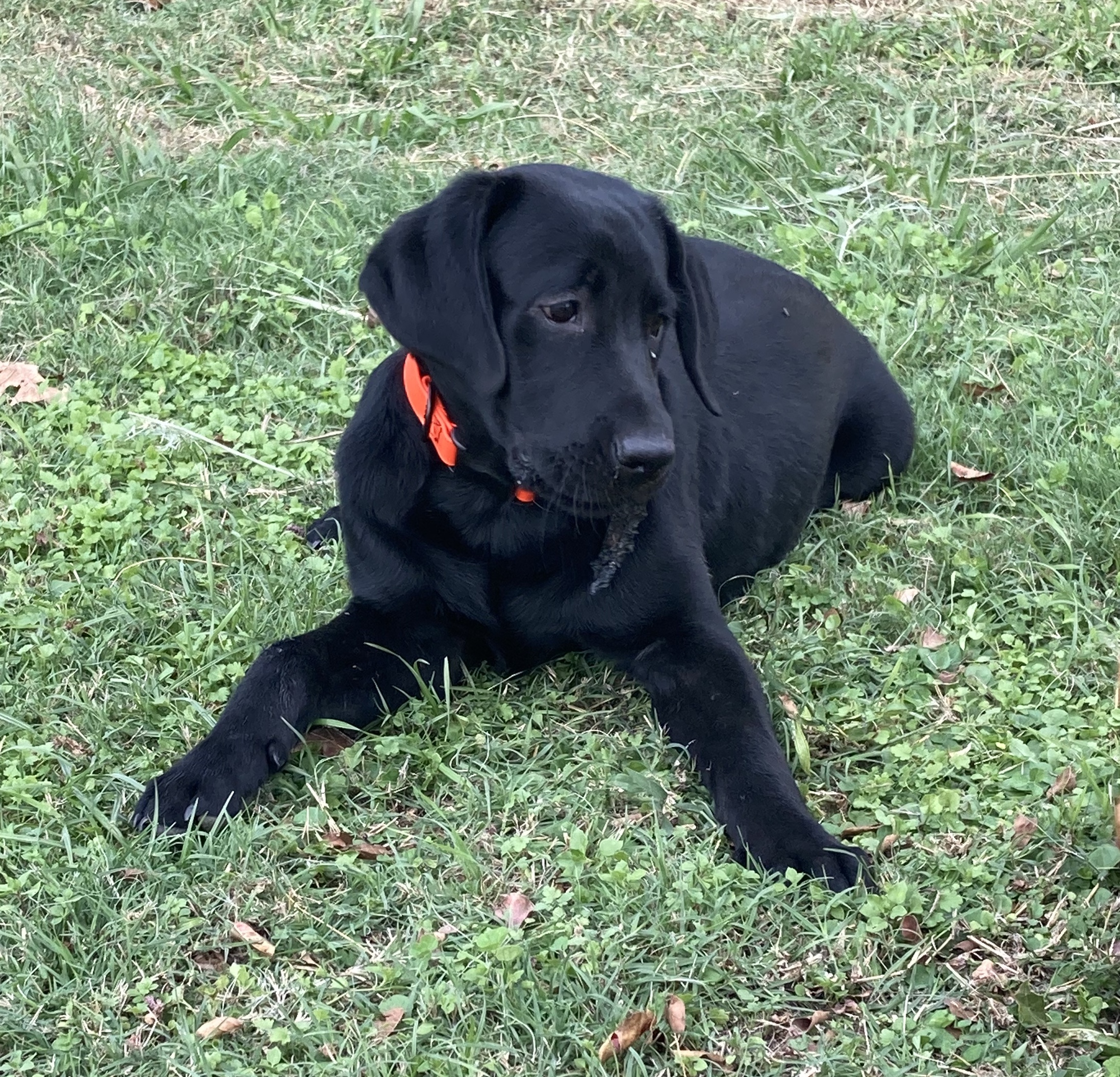 The Country Boy Jep | Black Labrador Retriver