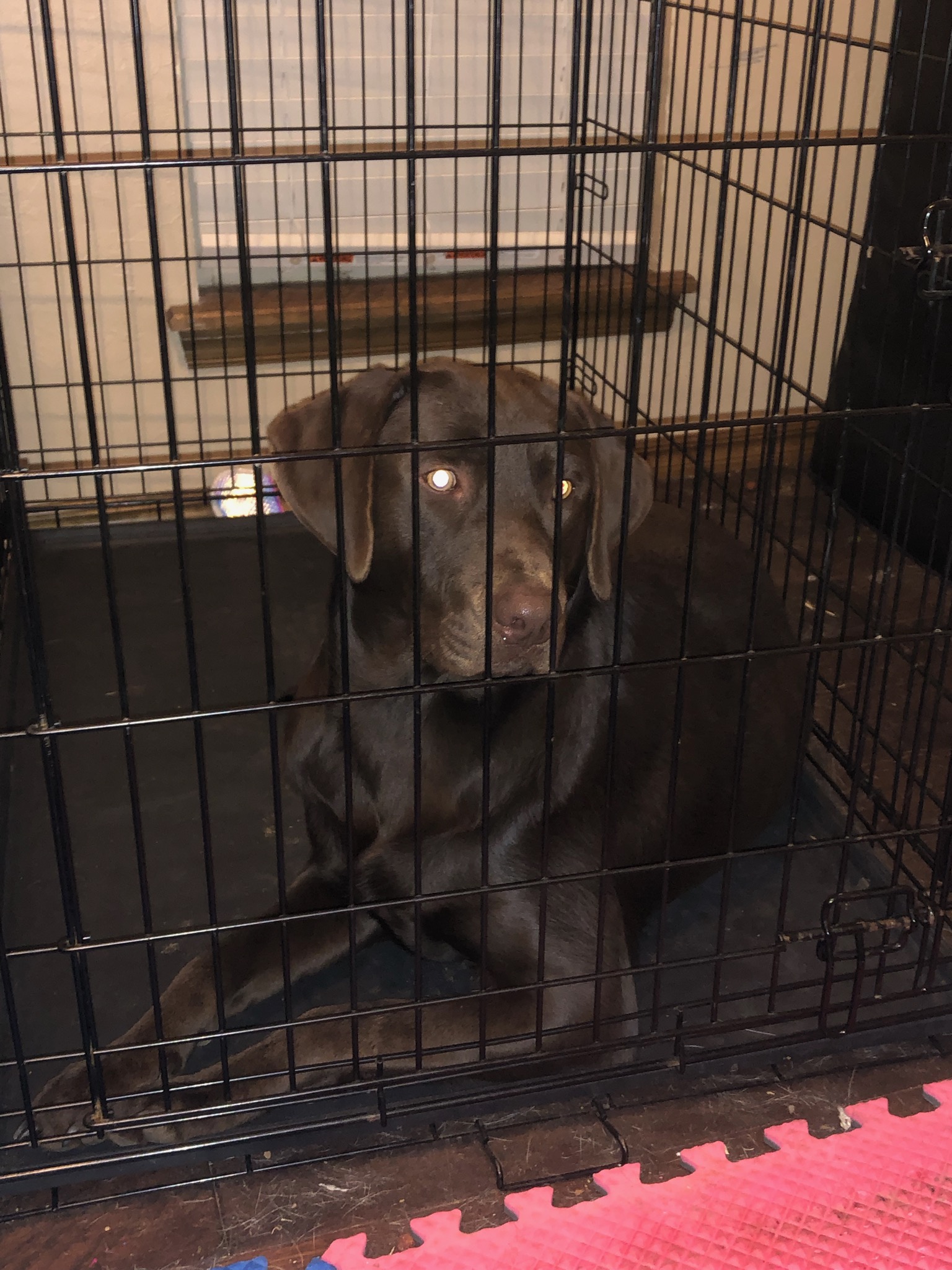 Boise's Brownie | Chocolate Labrador Retriver