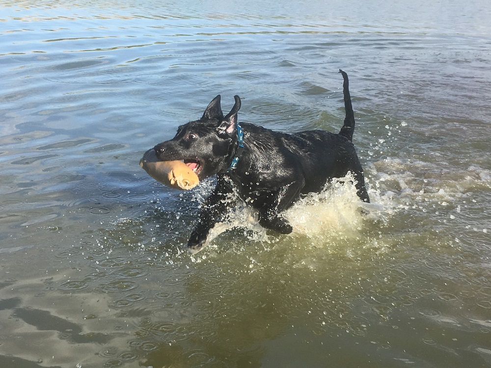 Justamere Dalwhinnie | Black Labrador Retriver