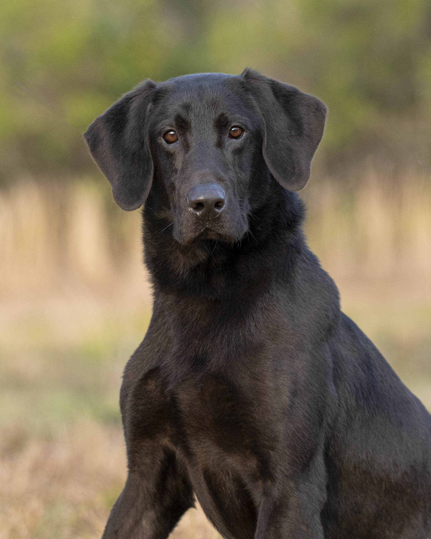 HRCH River Bottoms Hotter Than Blue Blazes MH | Black Labrador Retriver