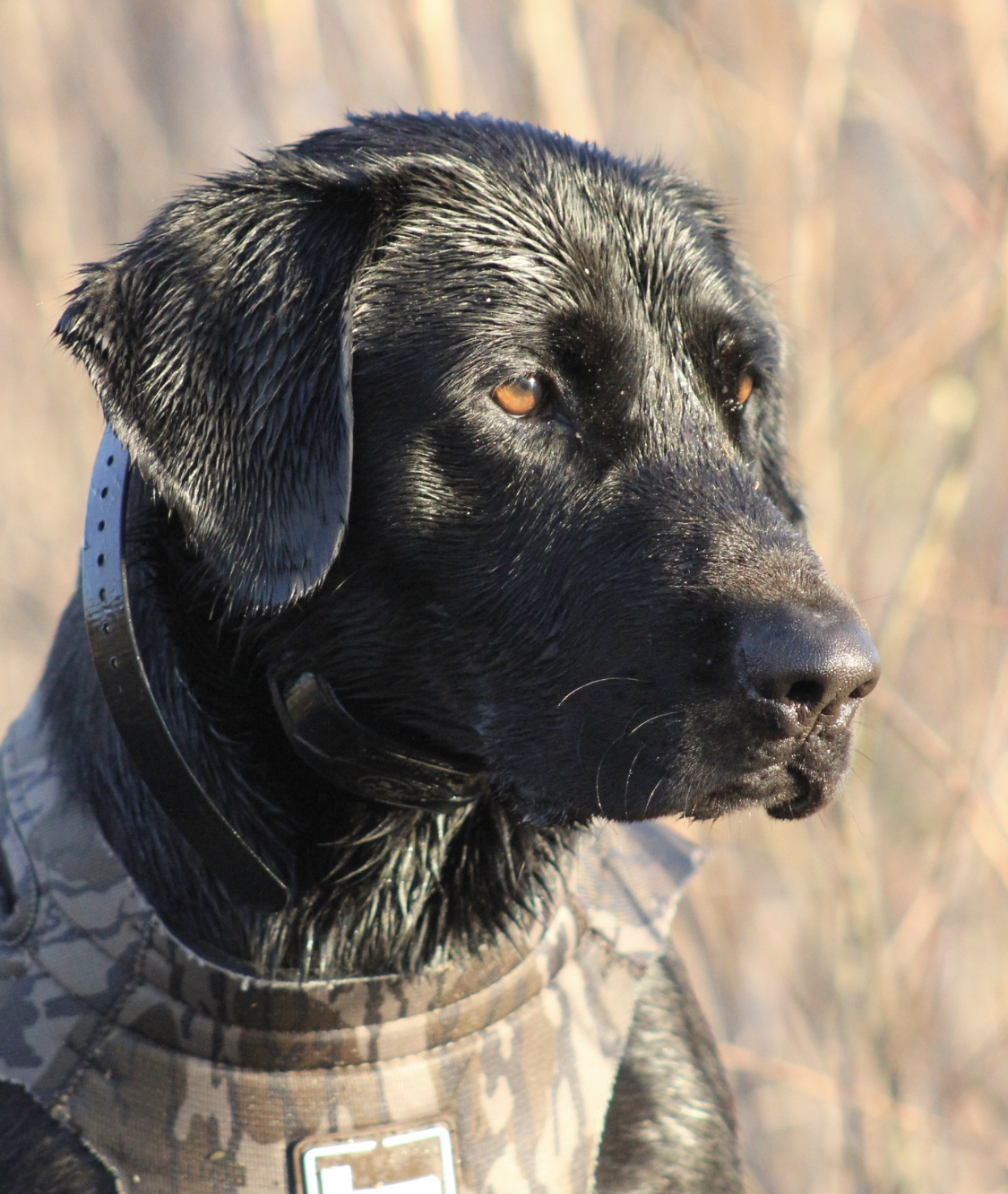 HR Parker’s Gunner | Black Labrador Retriver