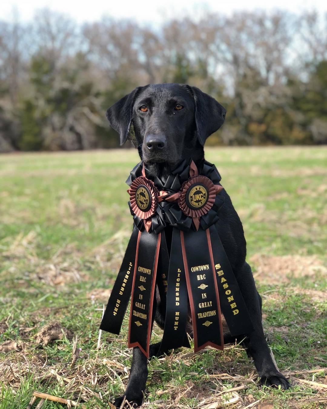 HR TDC’s Patton’s Missouri Delta JH | Black Labrador Retriver