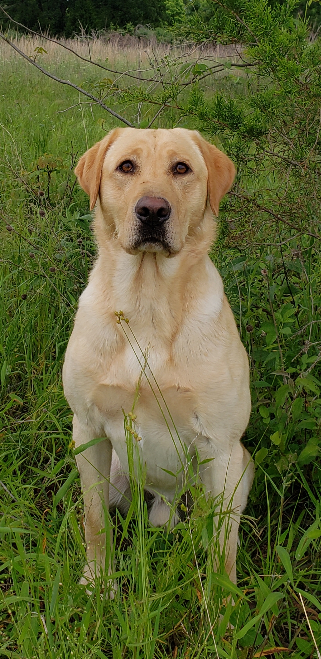 HRCH APR Lone Trees Jedi Master Yoda SH | Yellow Labrador Retriver