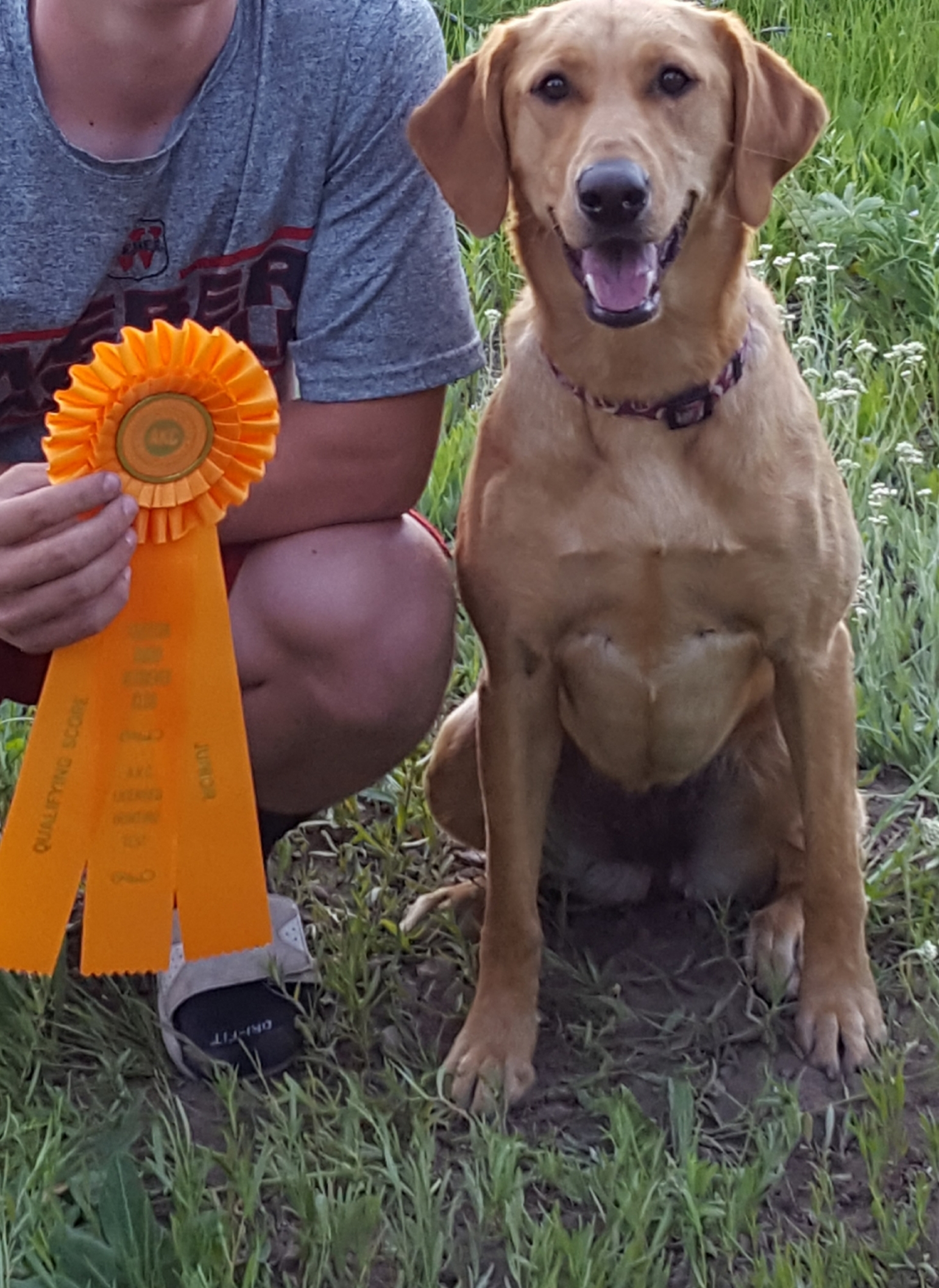 Foggie's Harlequin Huntress JH | Yellow Labrador Retriver