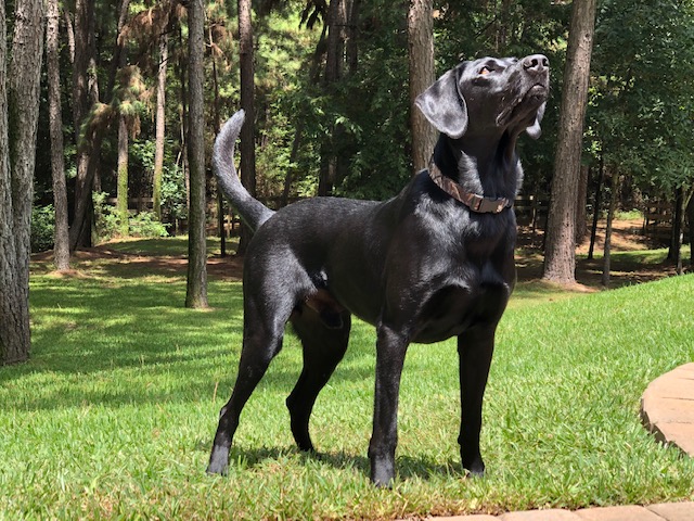 M & T's Bode Of Montgomery Texas JH SH MH | Black Labrador Retriver