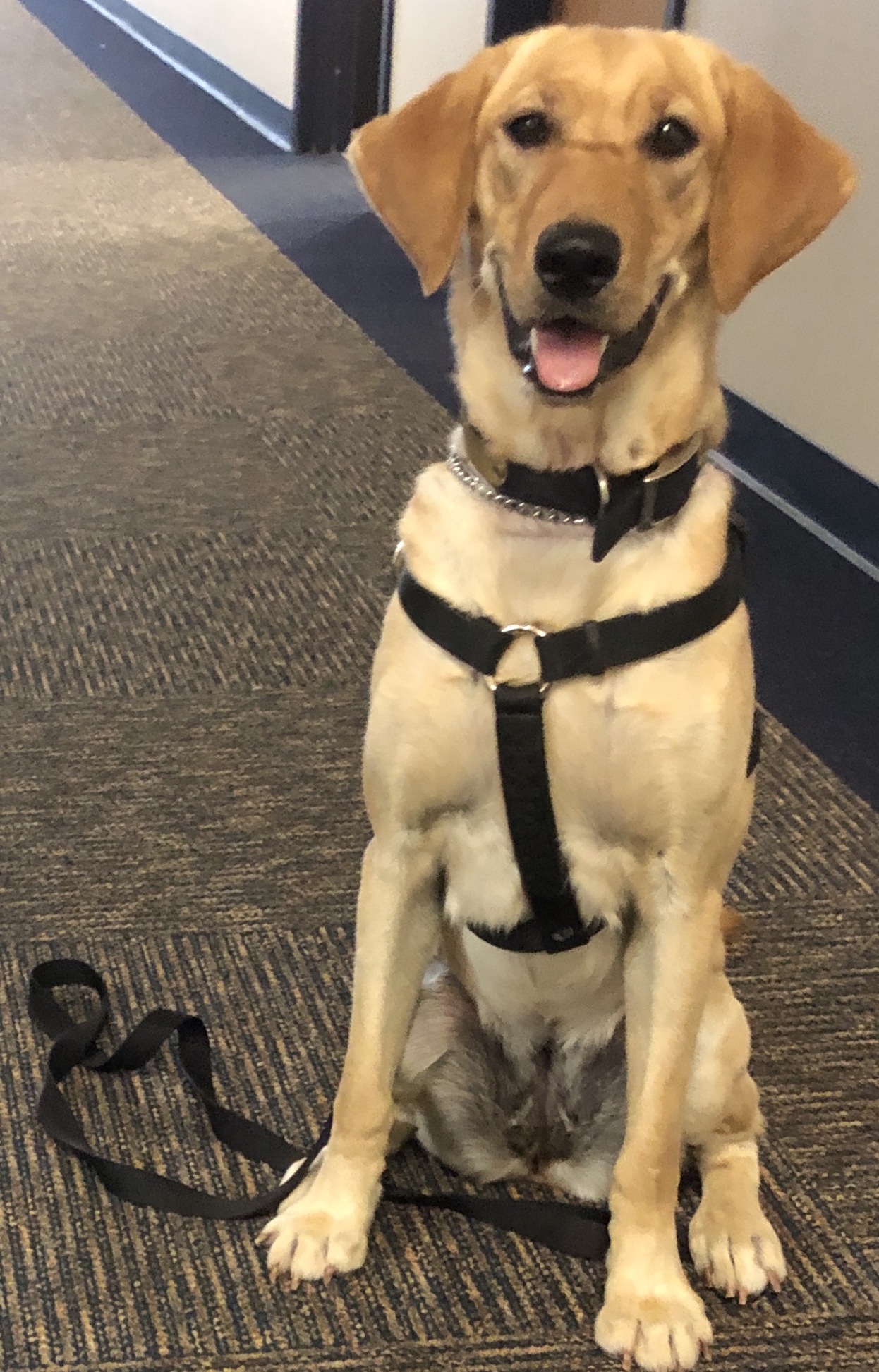 Interquest's Twyla (Certified Detection Dog) | Yellow Labrador Retriver