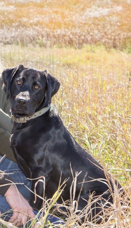 Sinnamons Gander Mountain | Black Labrador Retriver