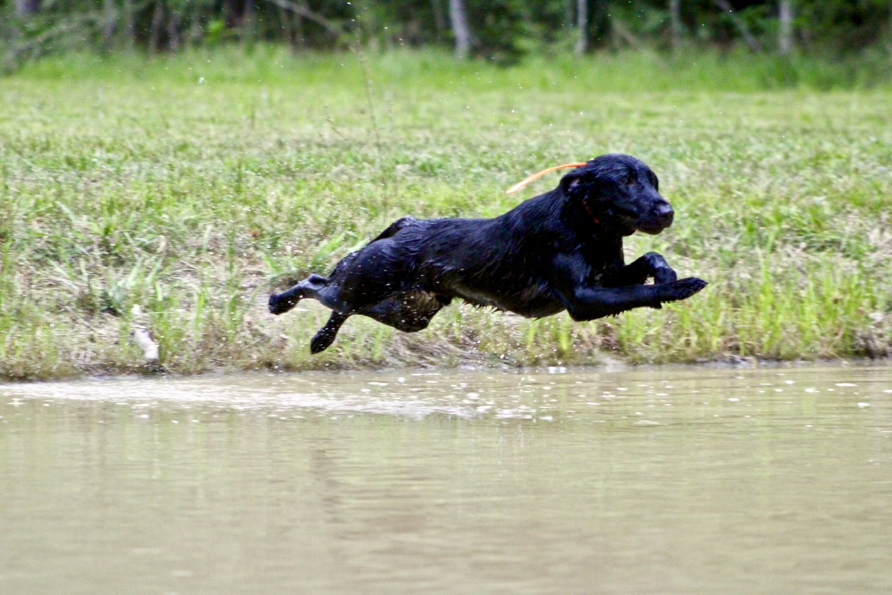 PCK's Black Jack | Black Labrador Retriver